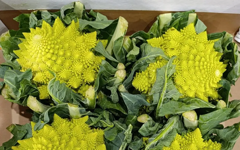 Fruta y verdura para hostelería y restaurantes en Marbella